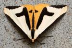 Clymene Moth