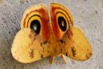 Io Moth