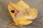 Io Moth