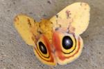 Io Moth