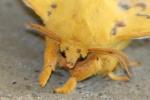 Io Moth