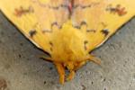 Io Moth