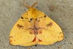 Io Moth