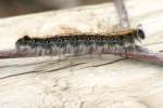 Eastern Tent Caterpillar