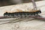 Eastern Tent Caterpillar