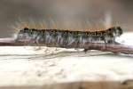 Eastern Tent Caterpillar