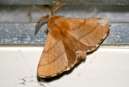 Eastern Tent Caterpillar Moth