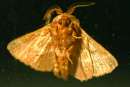 Eastern Tent Caterpillar Moth
