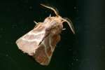 Eastern Tent Caterpillar Moth