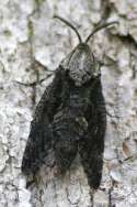 Carpenterworm Moth