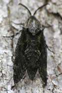 Carpenterworm Moth