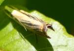 Cranberry Girdler Moth
