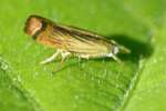 Cranberry Girdler Moth