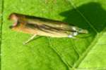 Cranberry Girdler Moth