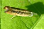 Cranberry Girdler Moth