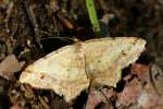 Many-lined Angle Moth