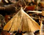 Litter Moth