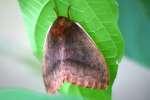 Io Moth