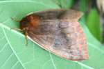 Io Moth