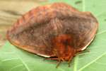 Io Moth