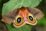 Io Moth