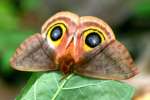 Io Moth