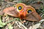 Io Moth