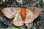 Io Moth