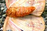 Io Moth