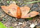 Io Moth