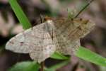 Many-lined Angle Moth