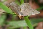 Many-lined Angle Moth