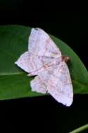 Many-lined Angle Moth