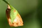 Reticulated Sparganothis Moth