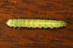 Large Paectes Moth Caterpillar