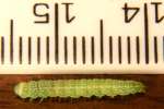 Large Paectes Moth Caterpillar