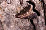 Glossy Black Idia Moth