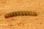 Eastern Tent Caterpillar