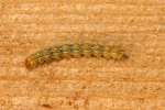 Eastern Tent Caterpillar