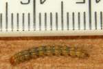 Eastern Tent Caterpillar