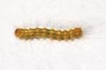 Eastern Tent Caterpillar