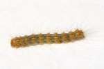 Eastern Tent Caterpillar