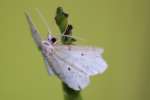 Many-lined Angle Moth