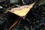 Variable Tropic Moth