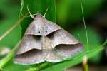 Common Ptichodis Moth