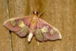 Distinguished Colomychus Moth 