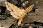 Variable Tropic Moth
