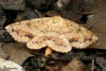 Variable Tropic Moth