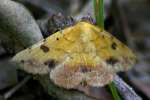 Variable Tropic Moth