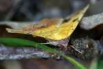 Variable Tropic Moth